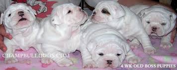French bulldog for sale , french bulldog puppies for sale ,french bulldog puppies for sale near me , french bulldog breeders nearme, bulldog for sale, frenchies for sale,french bulldoge for sale in ca, french bulldog rescue, french bulldog for sale, french bulldog puppies for sale, blue french bulldog, french bulldog puppy, french bulldog temperament, french bulldog price, why is the french. Champbulldogs Com Photo Album Deacon