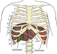 The thoracic spine is comprised of 12 vertebrae labeled t1 through t12. Screening For Hepatic And Biliary Disease Musculoskeletal Key