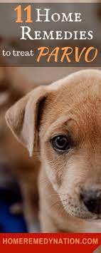 Pin On Pet Health