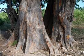 Image result for Pterocarpus lucens