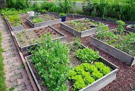 Maybe you would like to learn more about one of these? 29 Idees Astuces Pour Reussir Son Premier Carre Potager