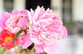 Maybe you would like to learn more about one of these? How To Grow Peonies A Simple Guide To Growing Peonies In Your Garden Boxwood Ave