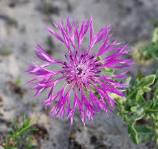 Image result for Centaurea praecox