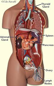 Human eye illustrated quiz eye model ear. Bio202 Endocrine Glands