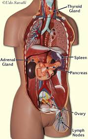 Male torso model with musculature on one side and surface skin on the other. Bio202 Endocrine Glands