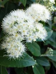 フォトライブラリー