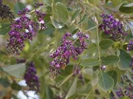 Image result for Philenoptera