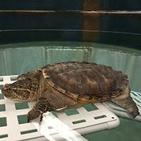 What To Do If You Found A Snapping Turtle Tufts Wildlife Clinic