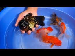 Handfeeding My Hungry Goldfish Underwater Camera Youtube Goldfish Tank Goldfish Breeding Goldfish