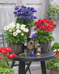 Check spelling or type a new query. Oderings Plant Of The Month Canterbury Horticultural Society