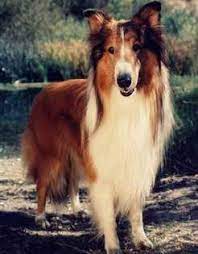 Pin On Timmy And Lassie