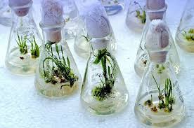 Plant Tissue Culture 6 5 Plant Tissue Biotechnology Plant Science