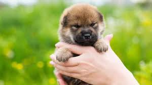 Find the best exchanges & brokers to buy shiba inu (shib) from. Shiba Inu Welpen Welpenknigge De