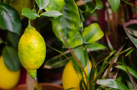 Therefore when used as a rootstock in winter the roots. Lemon Tree With Yellow Leaves Top Tips Facts