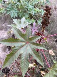 Image result for Ricinus