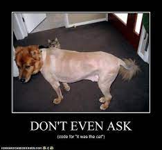 I Has A Hotdog Shaved Funny Dog Pictures Dog Memes Puppy Pictures Pictures Of Dogs Dog Pictures Funny Pictures Of Dogs Dog Memes Puppy Pictures Doge Cheezburger