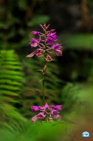 Image result for Eulophia streptopetala