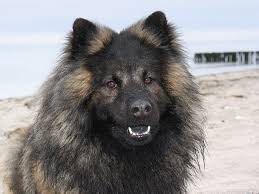 They are good guard dogs and family pets. Eurasier Tumblr Snow Dogs Eurasier Domestic Dog