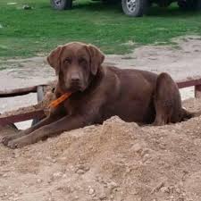 Along with their desire for play, they are loveable, polite, and easily trained due to their high intelligence. Golden Retrievers Rgv Home Facebook