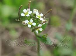 Image result for Arabidopsis
