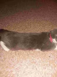 The males have generally seemed more reactive and goofy, while all of my female dogs have felt a little more cerebral, like they actually thought through an action before doing it. My Female Cat Had Sex With My Male Cat My Female Is A Year Old And My Male Cat Is 4months When Will I Know If She Is Pregnant Or Not