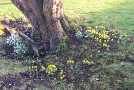 Maybe you would like to learn more about one of these? Early Spring Flowers How Much Good Do They Do For Bees Rosybee Plants For Bees