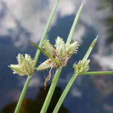 Image result for Pycreus niger