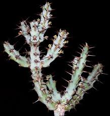 Image result for Euphorbia schinzii