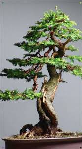 How to make bonsai | banyan tree bonsai, banyan cuttings, aerial roots, the one page how to make cowdung compost. Pin On Garden Ideas