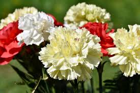 Whole blossoms is the best online florist website in the us where you can buy fresh flowers at your special occasions. How To Grow Carnation Flowers Clean Air Gardening