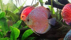 We pioneered the discus fish hobby and have over 60 years of experience breeding and raising the finest quality discus fish you can find. Diskus Diskusbuntbarsche Im Aquarium Alle Details Und Eckdaten