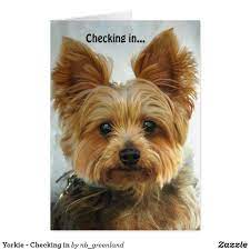 Maybe you would like to learn more about one of these? Home Furniture Diy Yorkshire Terrier Dog Delivers Special Happy Birthday Greeting Card Celebrations Occasions