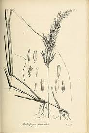 Image result for Bothriochloa bladhii