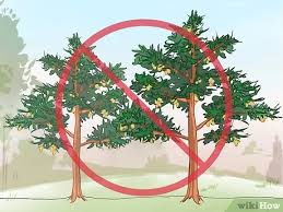 Here are the best picks for trees that can grow in the container. How To Plant Cedar Trees With Pictures Wikihow