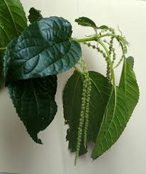 Image result for Boehmeria macrophylla