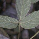 Image result for Teramnus uncinatus