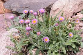 Image result for Nidorella vernonioides