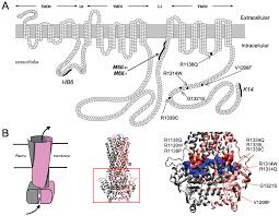 Looking for the hottest new porn: Expression And In Vivo Rescue Of Human Abcc6 Disease Causing Mutants In Mouse Liver