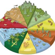Habitat destruction, defined as the elimination or alteration of the conditions necessary for animals and plants to survive, not only impacts individual species but the health of the global ecosystem. Habitat Destruction Destruc1habitat Twitter