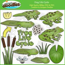 28+ collection of frog life cycle clipart #3316763 library of frog cycle clipart royalty free download png files #14188014 life cycle of a frog clipart black and white #14188015 Life Cycle Clip Art Frog Life Cycle Clip Art Tadpole Etsy In 2021 Lifecycle Of A Frog Frog Life Life Cycles