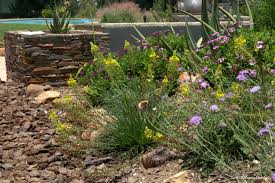 Image result for Bulbine abyssinica