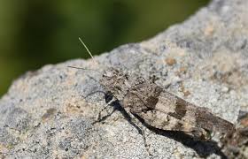 Was tun gegen diese schädlinge ? Grundlagenforschung Botanischer Garten Linz