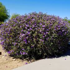 Image result for Ruellia praetermissa