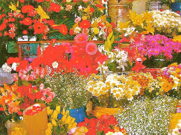 Flowers san jose costa rica. Flowers For Sale In San Jose Market Costa Rica Photograph By Ruth Hager
