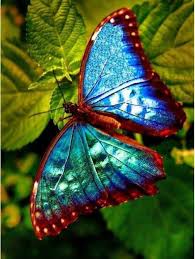 Butterfly Butterfly Photos Butterfly Beautiful Butterflies