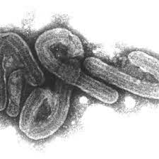 Bis heute ist nicht geklärt, in welchen tieren das erregervirus auftritt, man vermutet fledermäuse als träger. Gmsdovxjvwxlhm