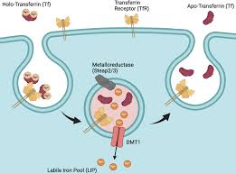 Image result for Transferrin