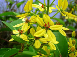 Image result for Tristellateia