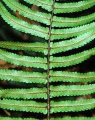 Image result for Dryopteris athamantica