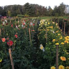 Type of flowering plant : Growing Dahlias Guide East Of Eden Flower Farm